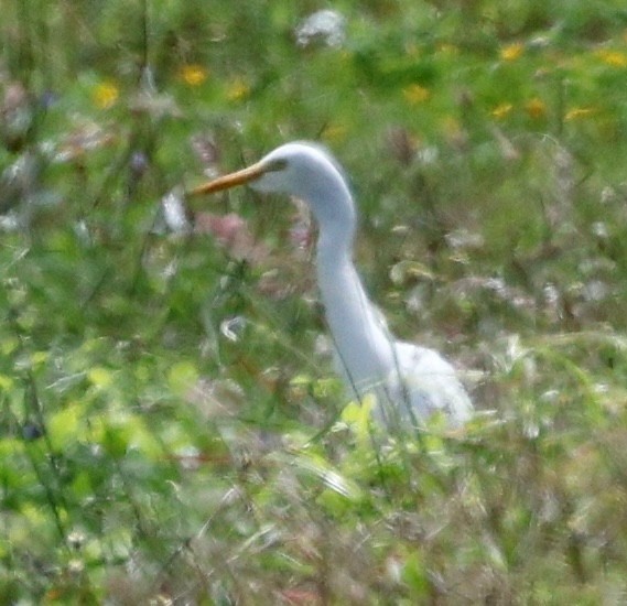 Medium Egret - ML644850443