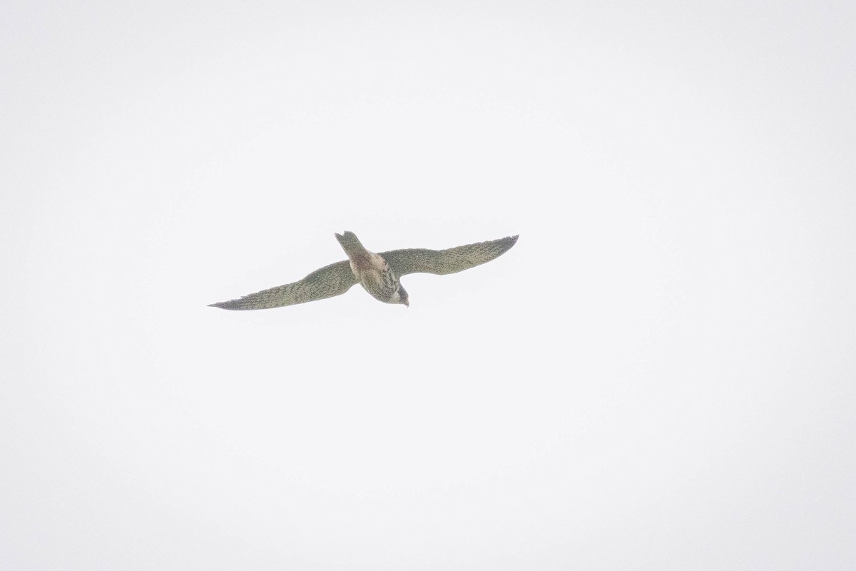 lerkefalk - ML644850459