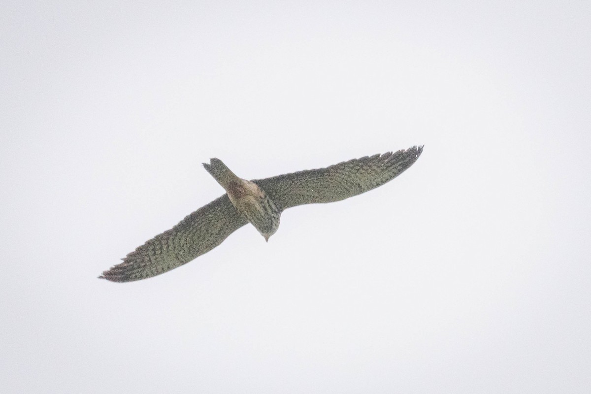 lerkefalk - ML644850461