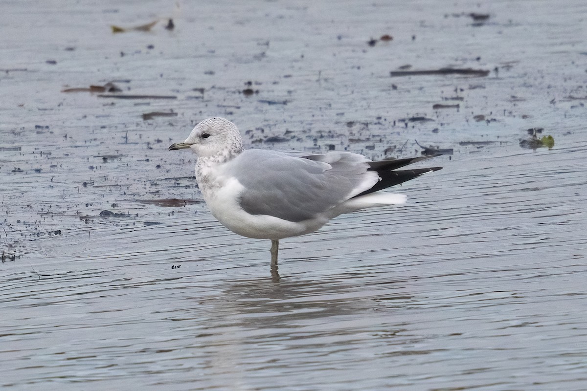 fiskemåke - ML644850465