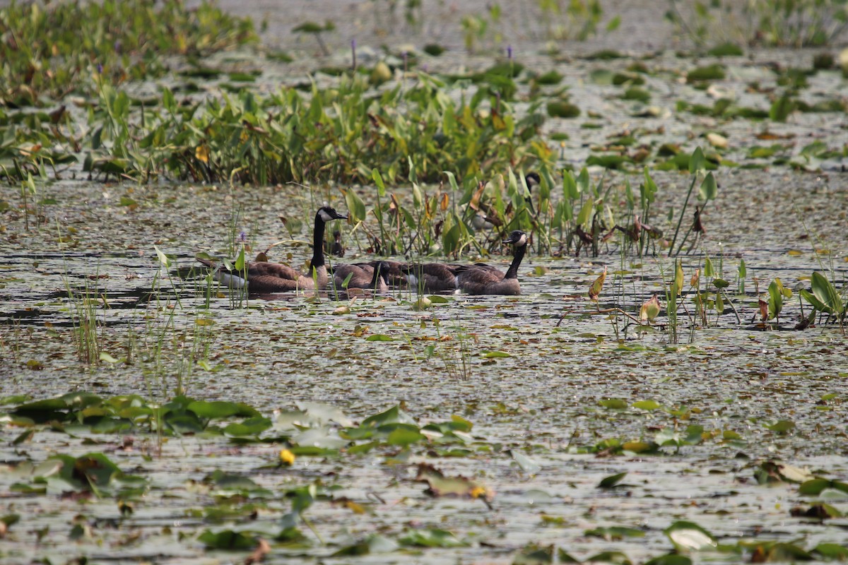 kanadagås - ML644850466