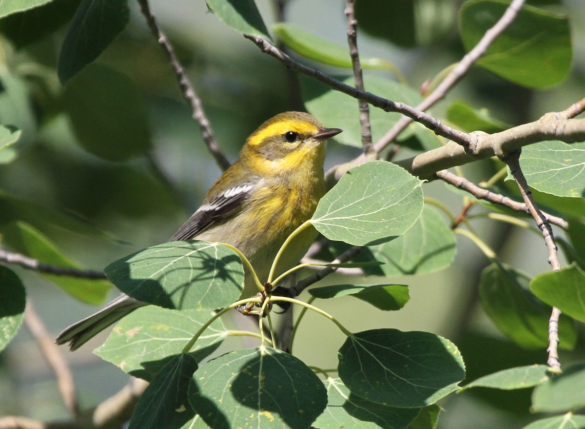 granparula - ML644850467