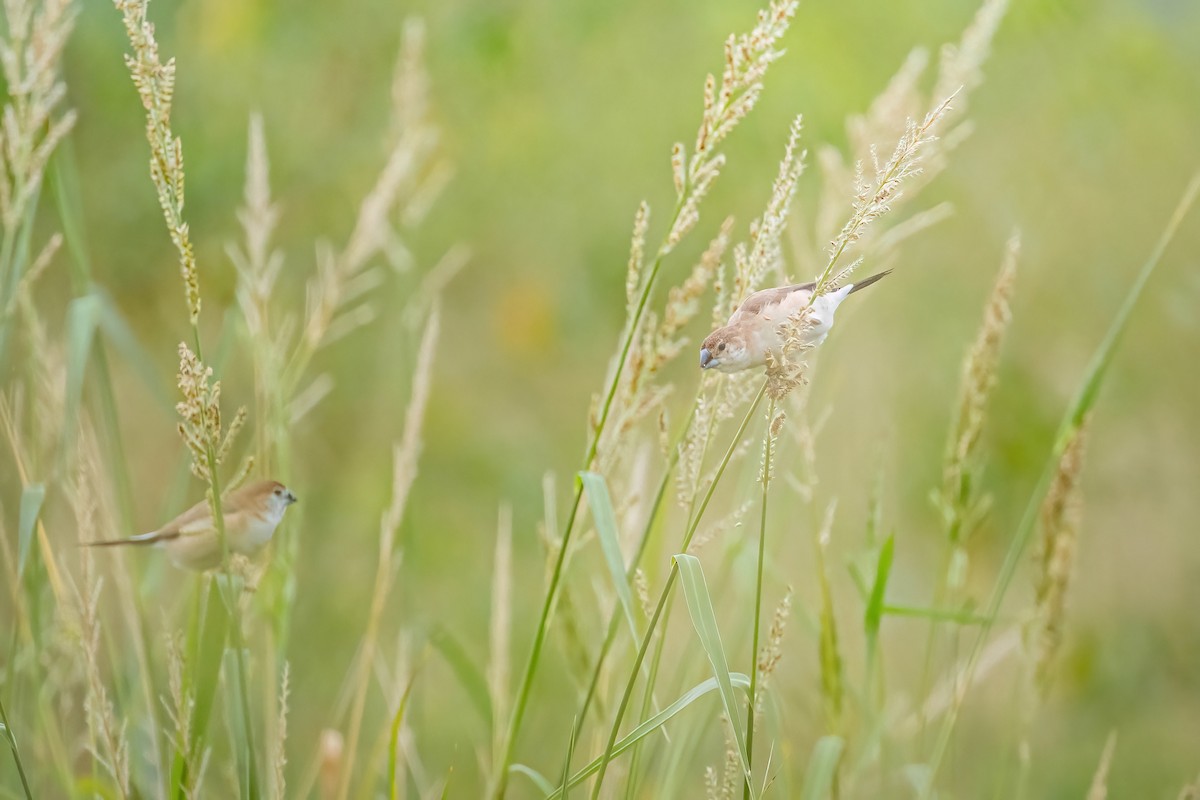 indiasølvnebb - ML644850468