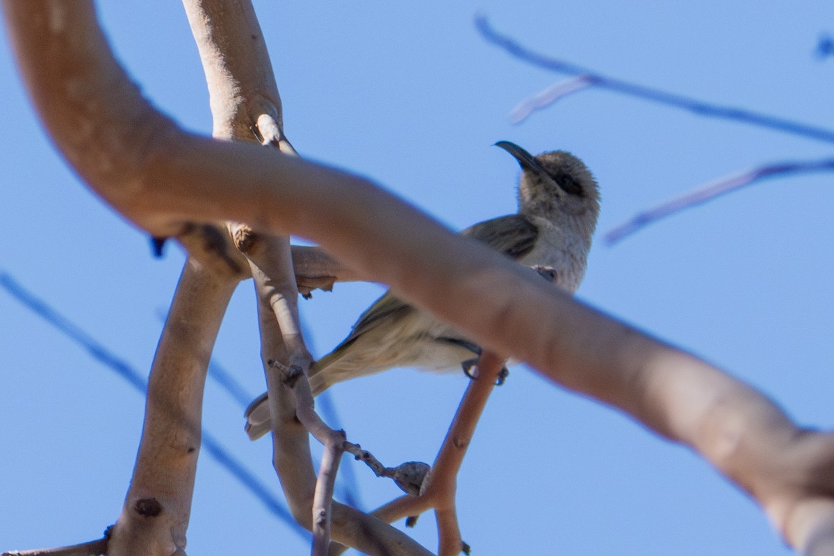 brunhonningeter - ML644850469