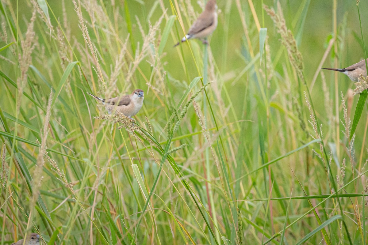 indiasølvnebb - ML644850470