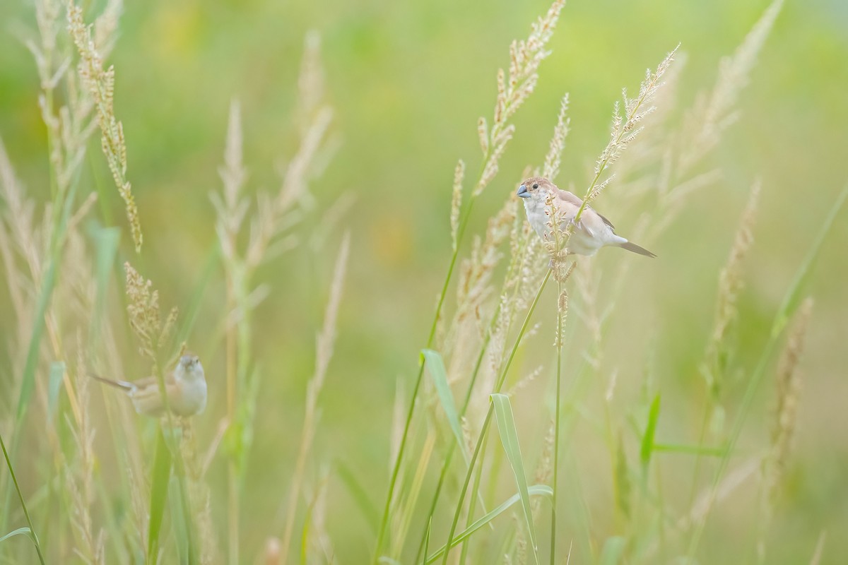 indiasølvnebb - ML644850471