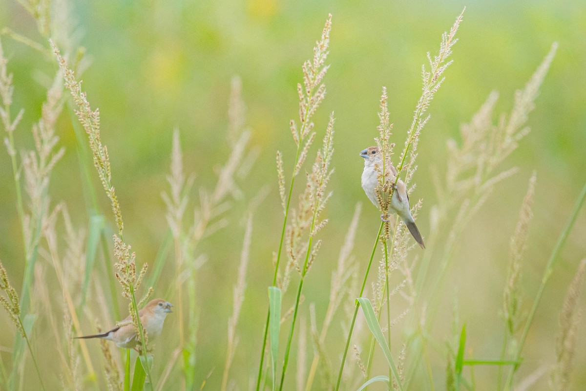 indiasølvnebb - ML644850472