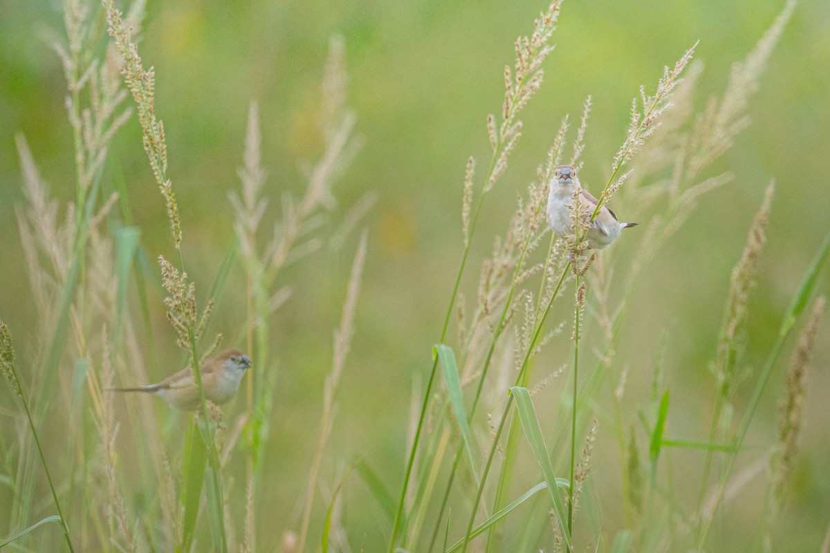 indiasølvnebb - ML644850473