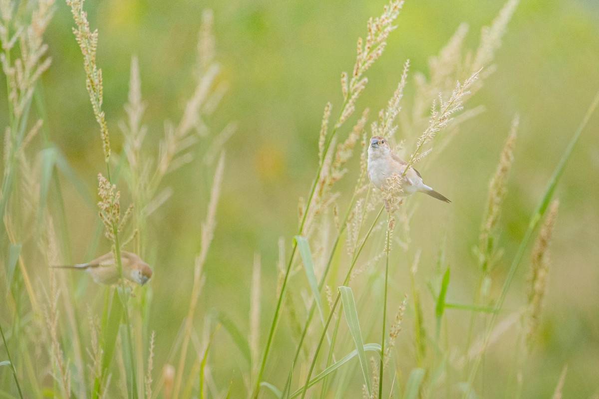 indiasølvnebb - ML644850474