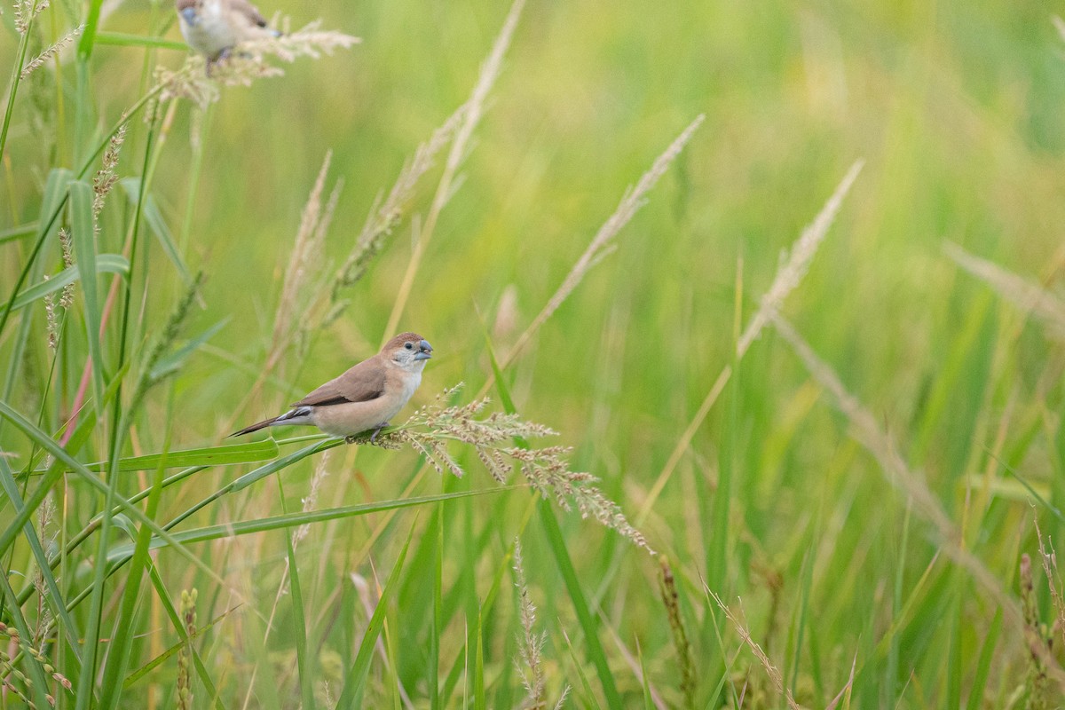 indiasølvnebb - ML644850475