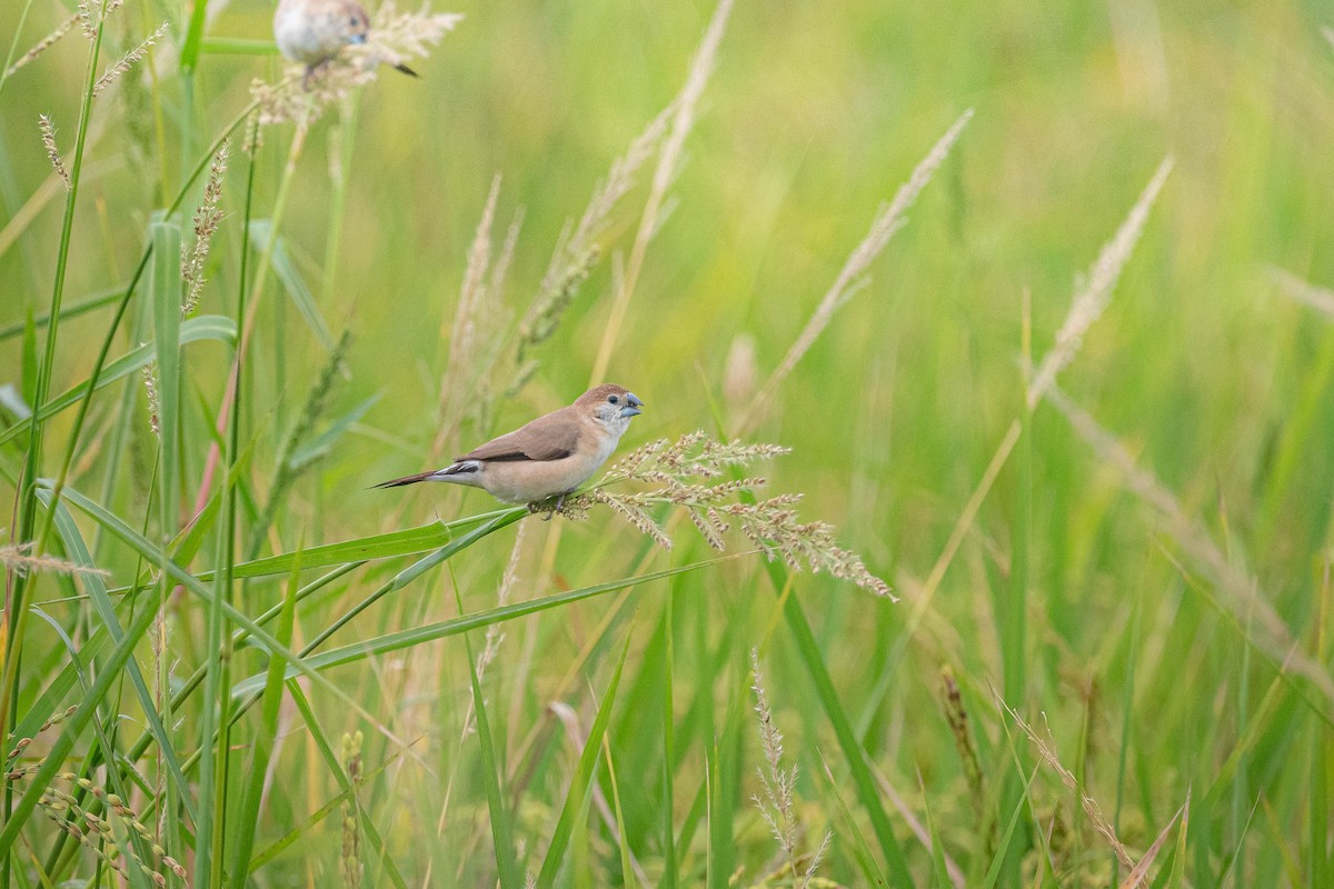 indiasølvnebb - ML644850476