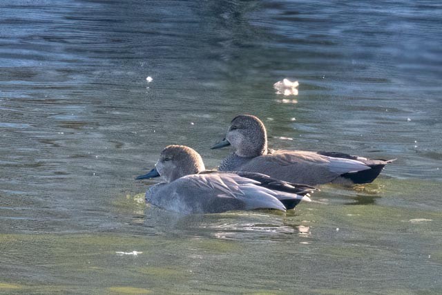 snadderand - ML644850477