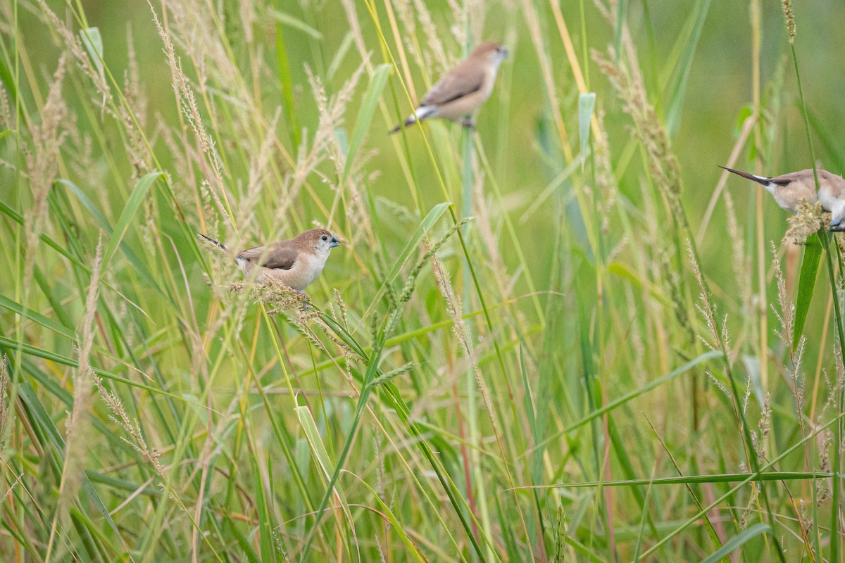 indiasølvnebb - ML644850478