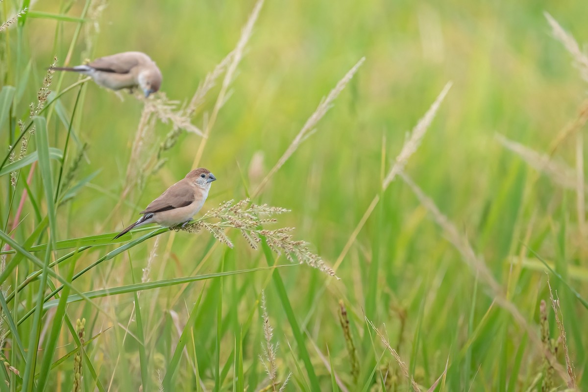 indiasølvnebb - ML644850479