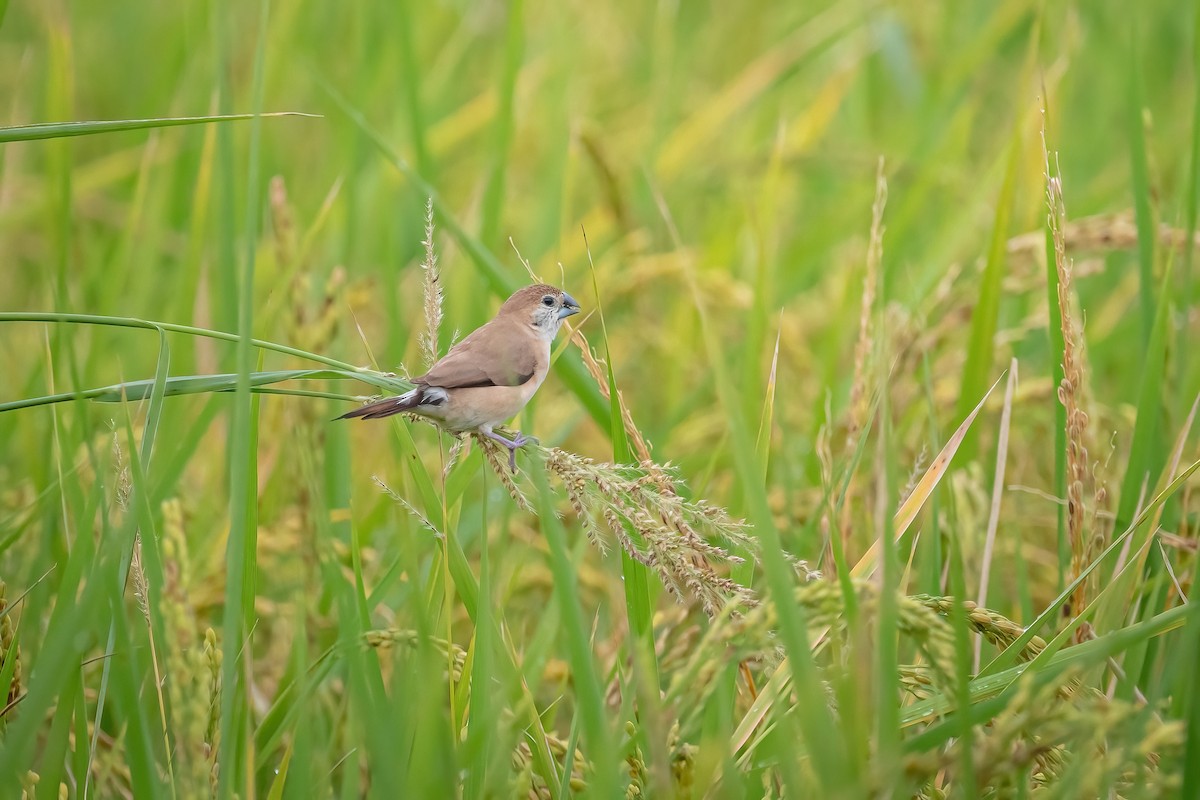 indiasølvnebb - ML644850480