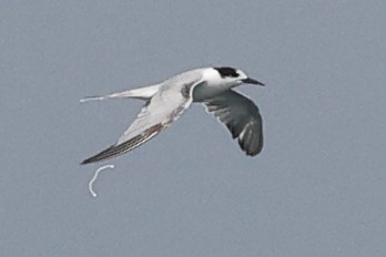 Common Tern - ML644850483