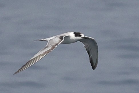 Common Tern - ML644850484