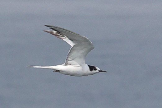 Common Tern - ML644850486