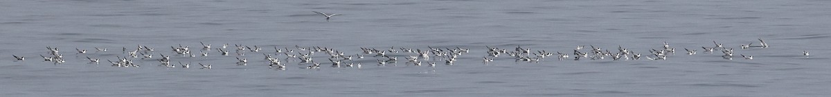 Common Tern - ML644850487