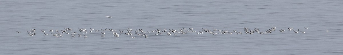 Common Tern - ML644850488