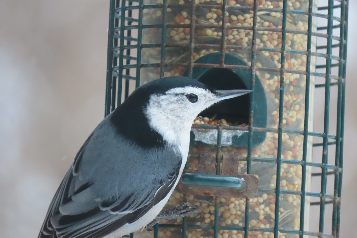 hvitbrystspettmeis - ML644850489