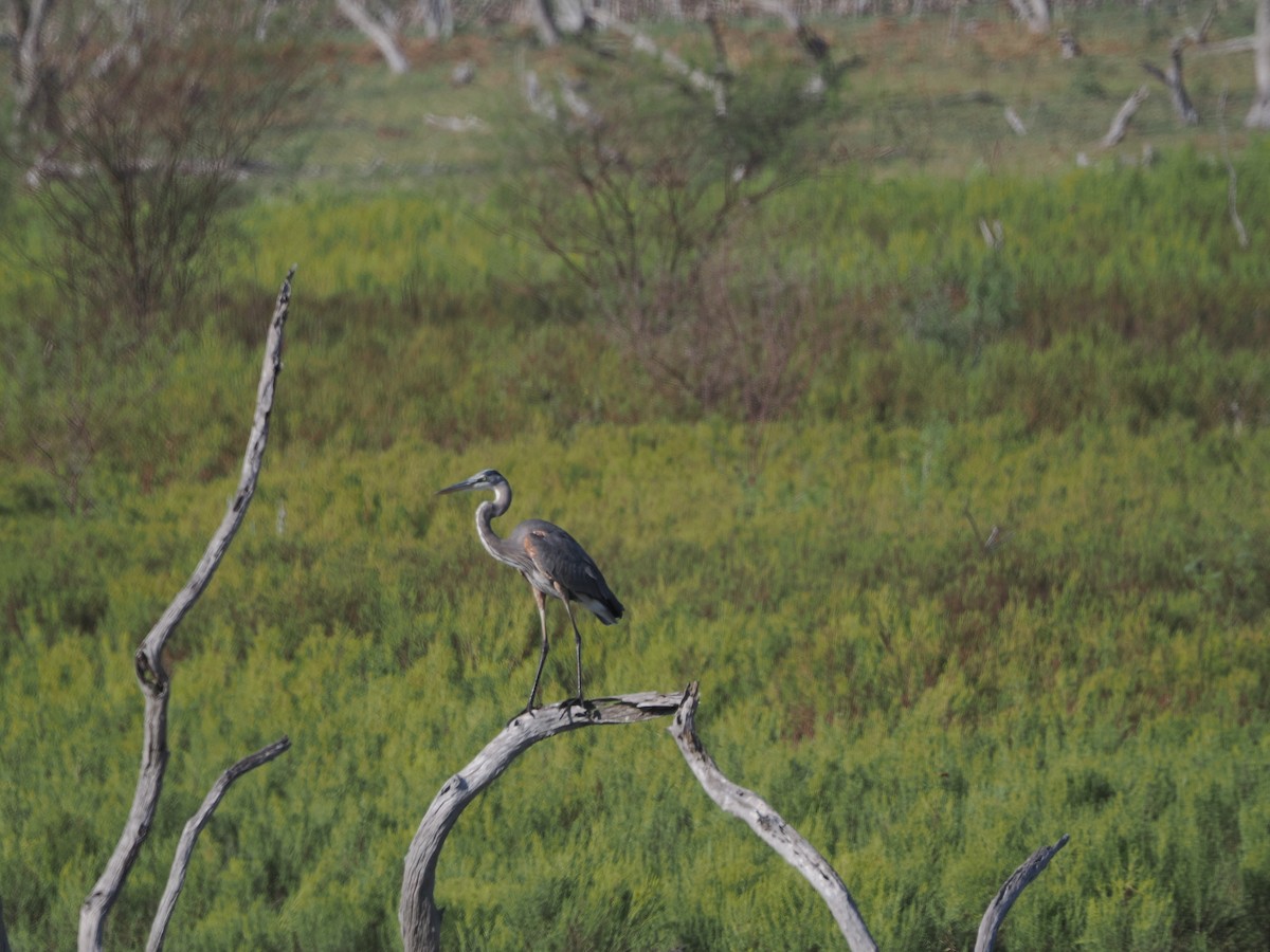 herodiashegre - ML644850490