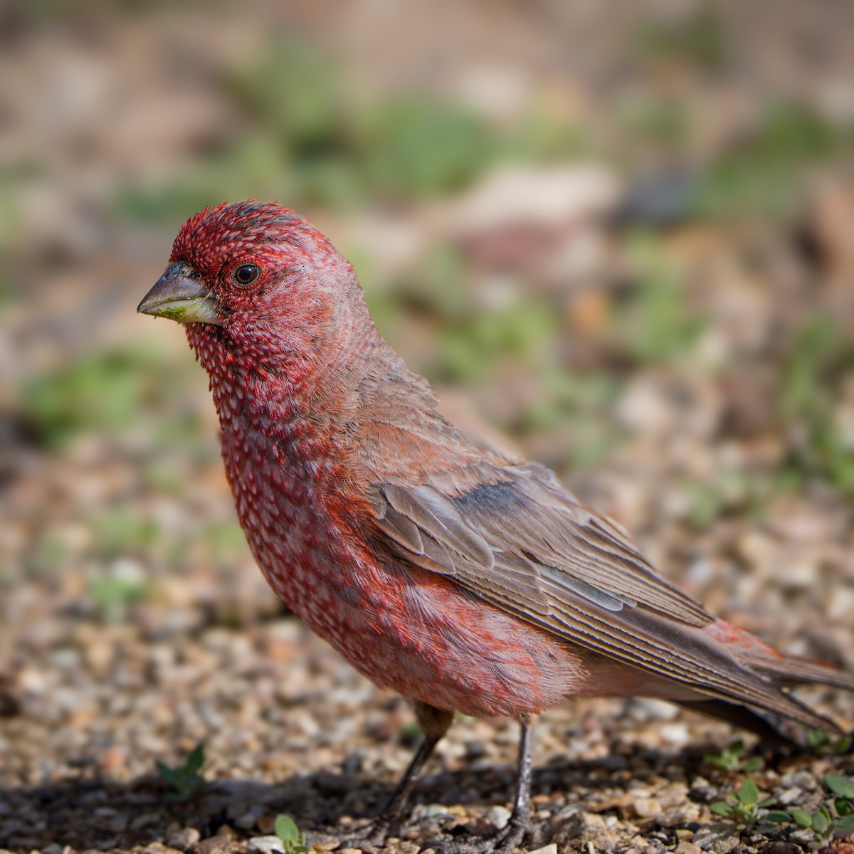 fjellrosenfink - ML644850495