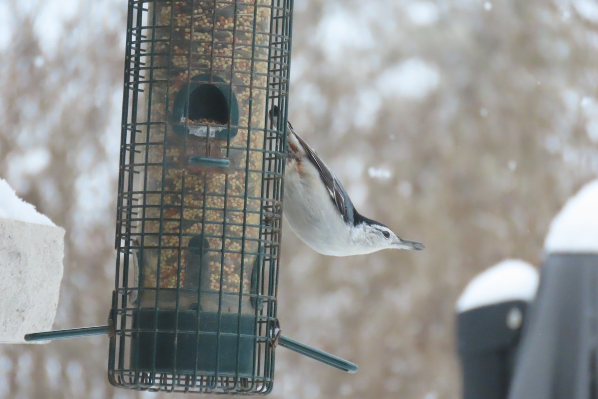 hvitbrystspettmeis - ML644850499