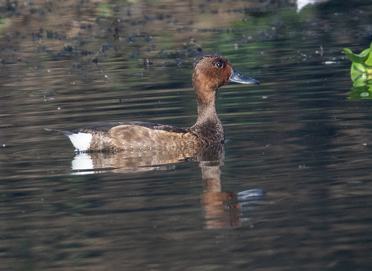 Ferruginous Duck - ML644850501