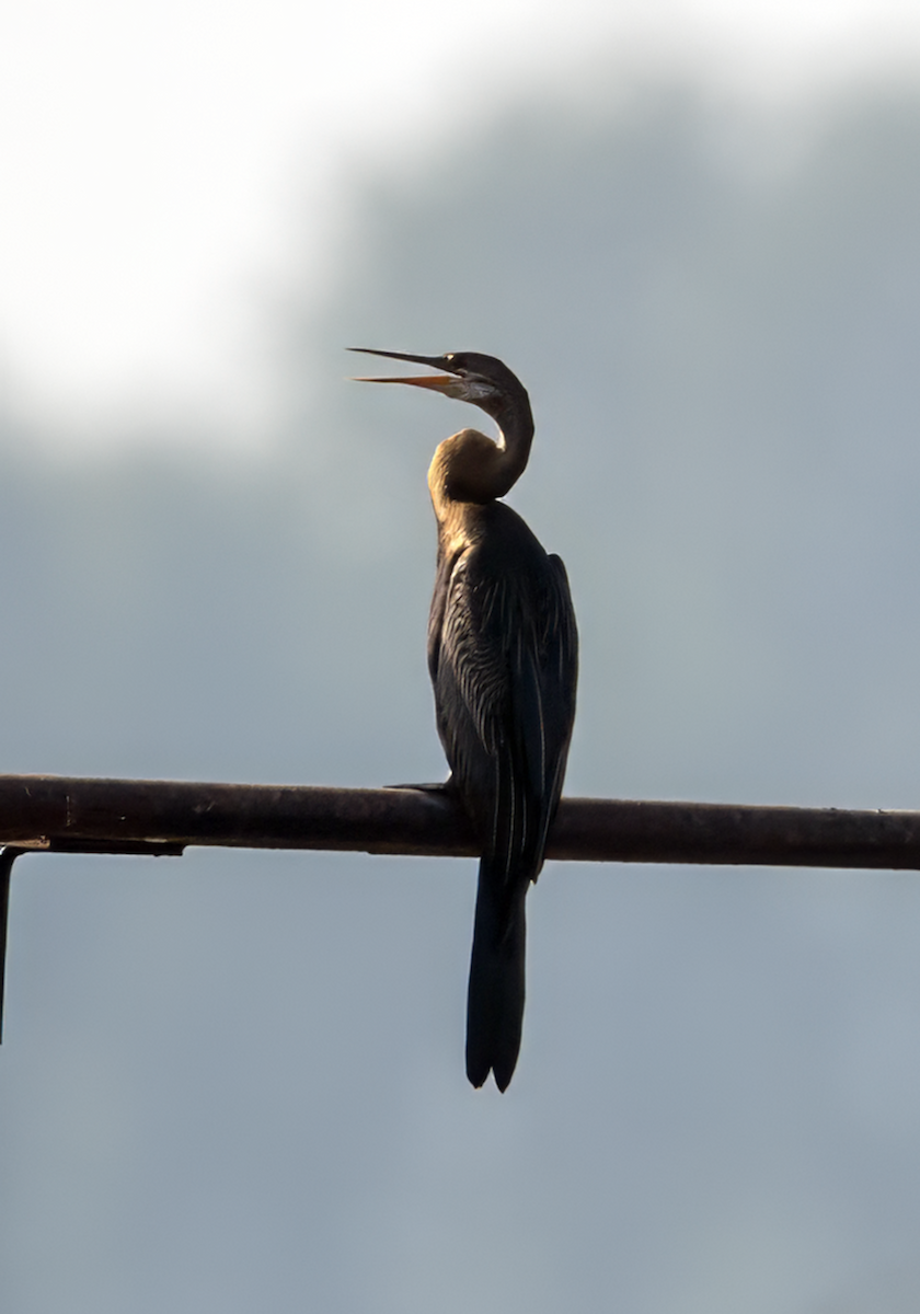 Oriental Darter - ML644850510