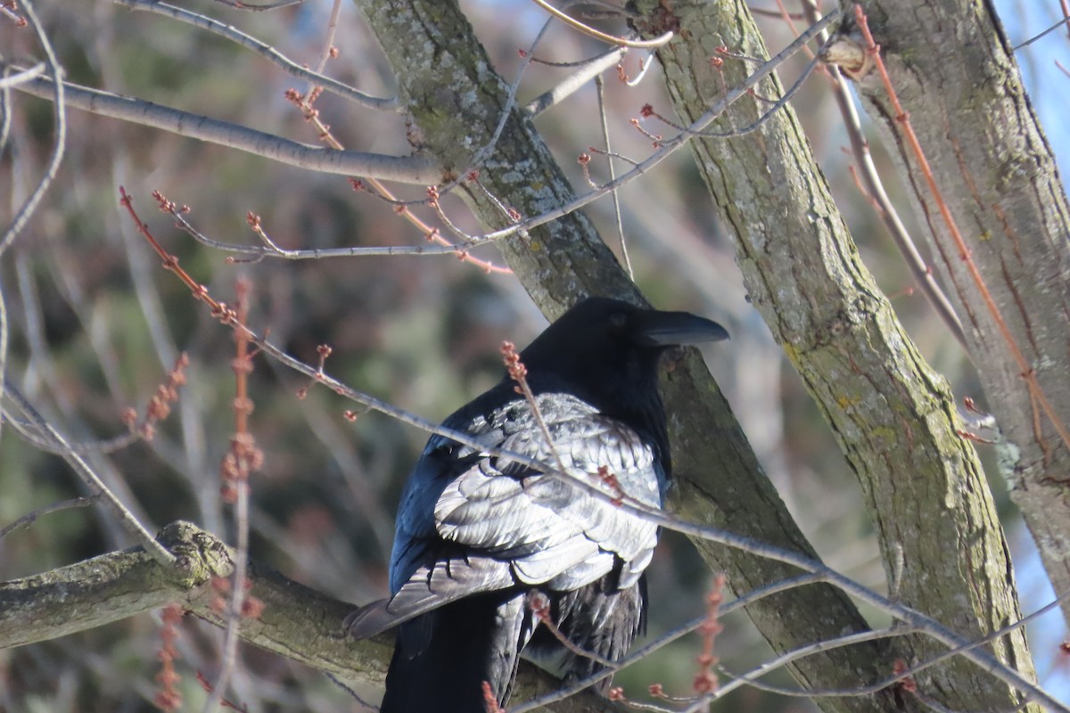 Common Raven - ML644850516