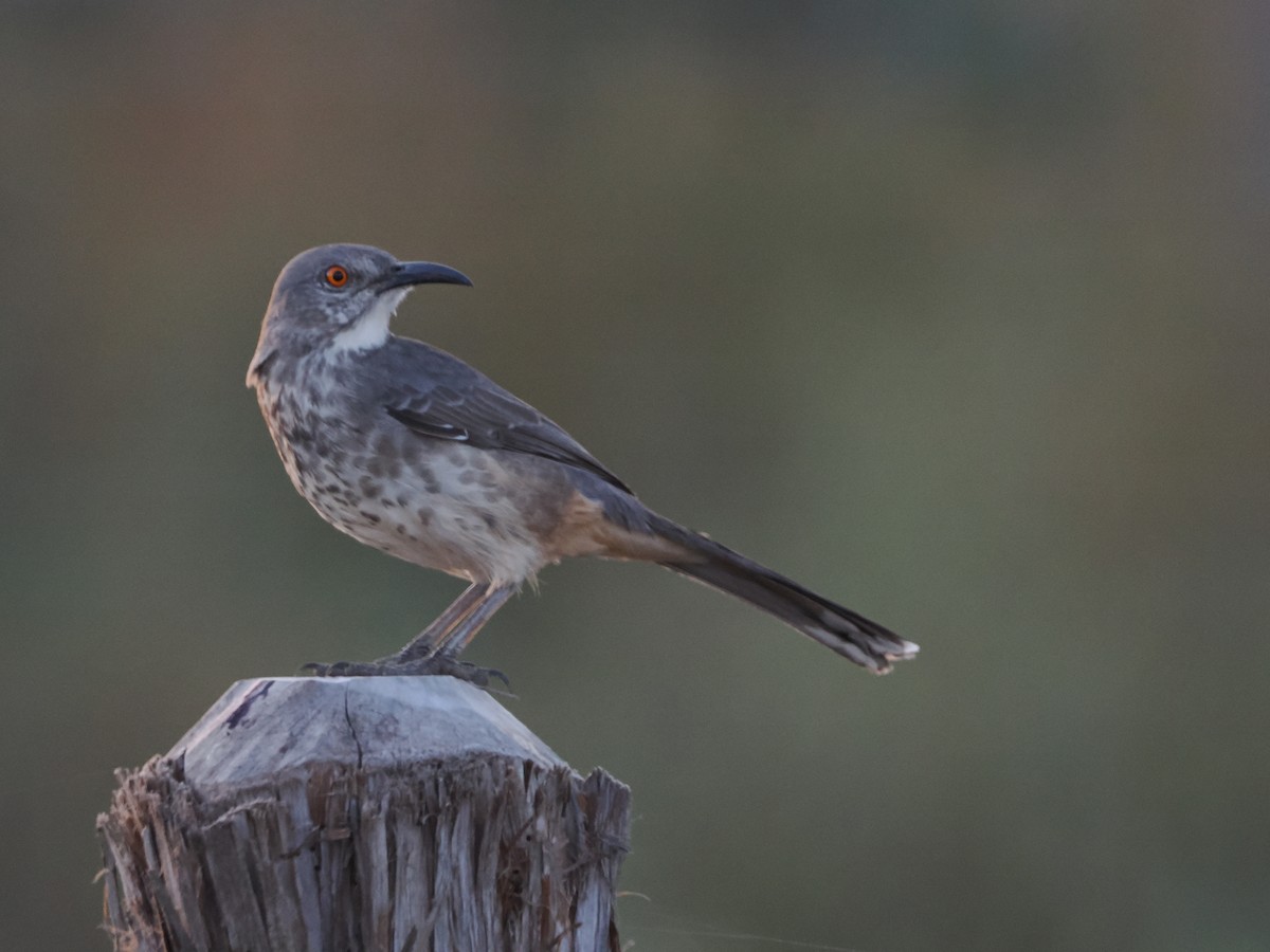 Curve-billed Thrasher - ML644850521