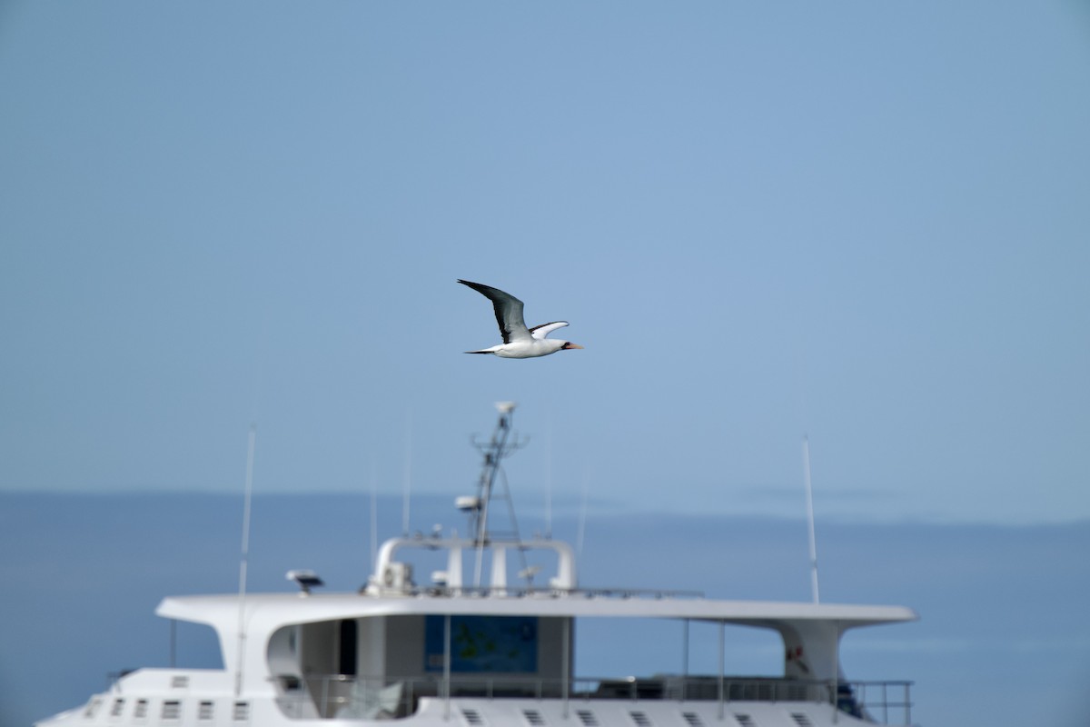 Nazca Booby - ML644850522