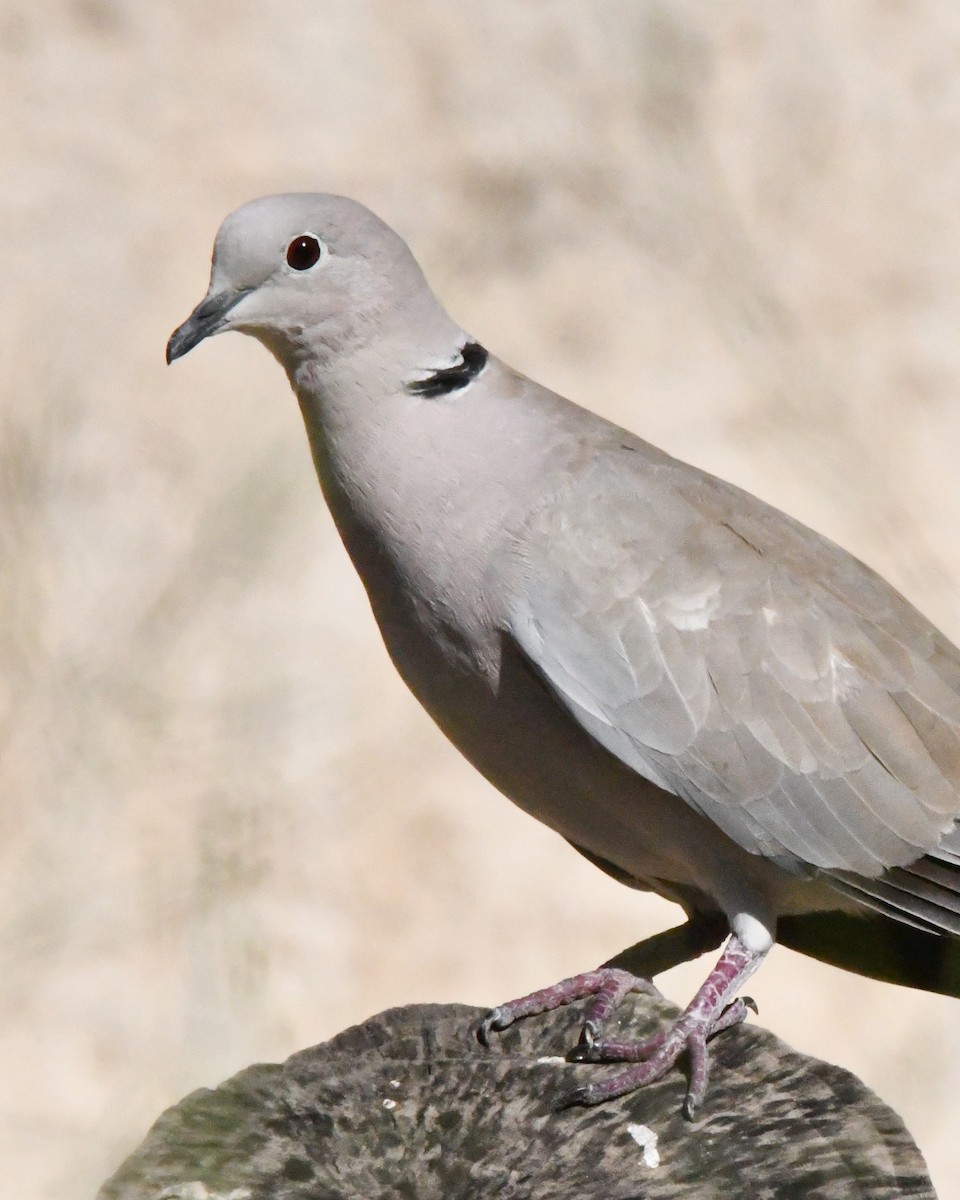 Tortora dal collare - ML644850524