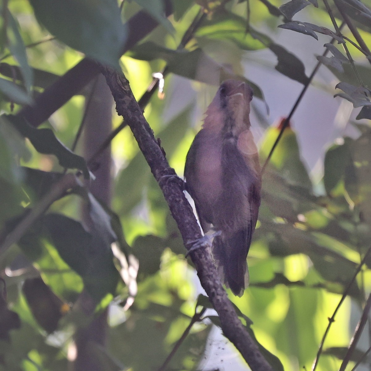 African Hill Babbler - ML644850532
