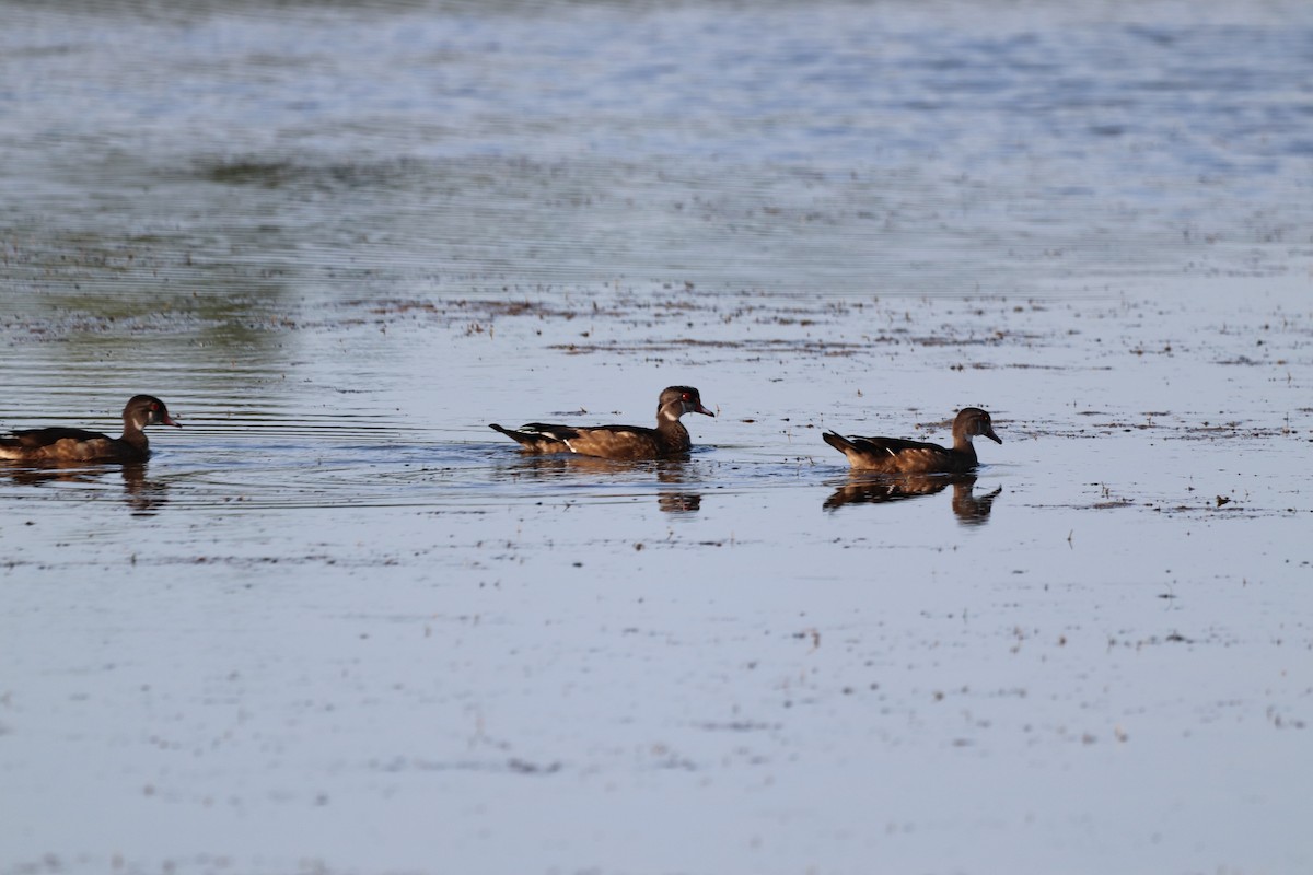 kachnička karolínská - ML644850541