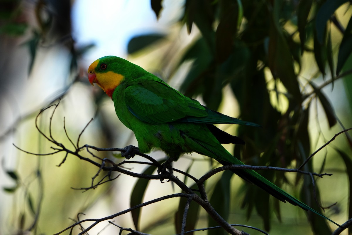 Superb Parrot - ML644850543
