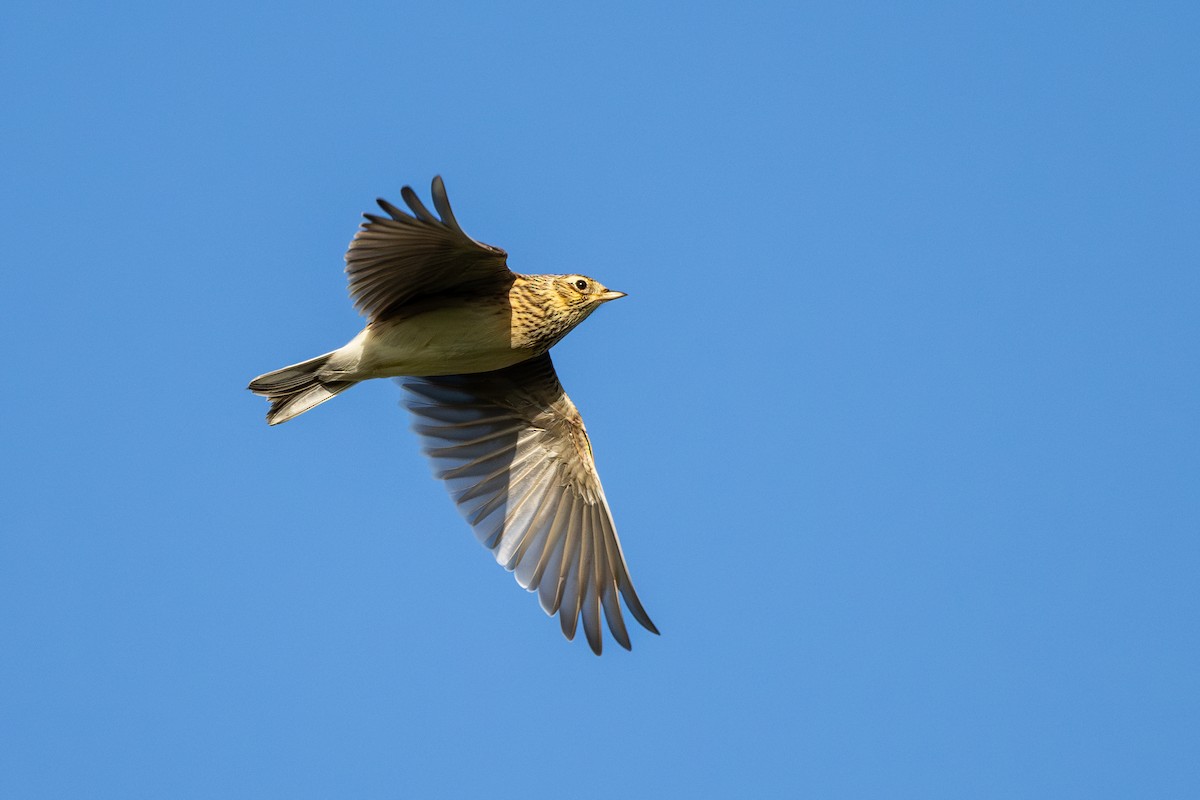 Eurasian Skylark - ML644850544