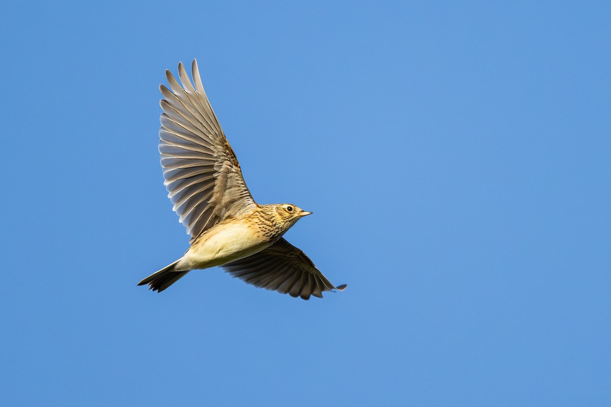 Eurasian Skylark - ML644850545