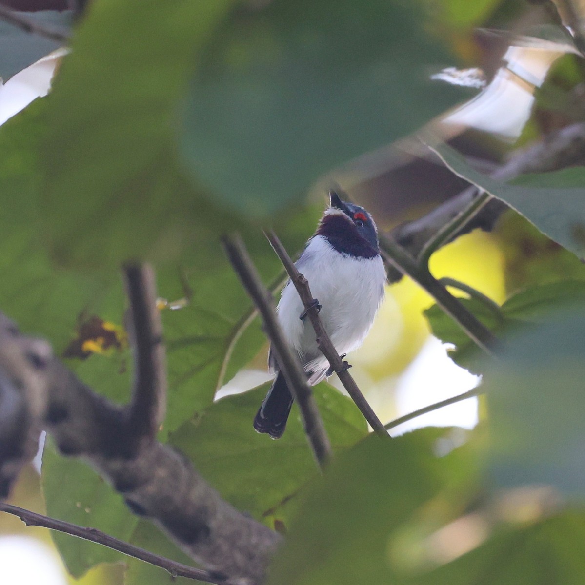 Brown-throated Wattle-eye - ML644850572