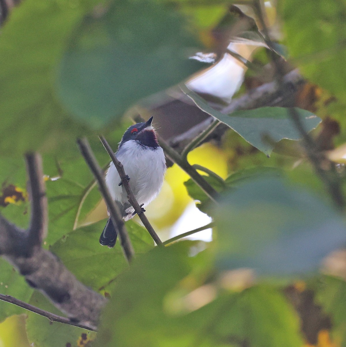 Brown-throated Wattle-eye - ML644850573