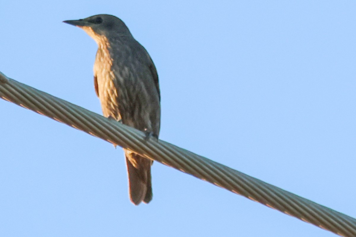 זרזיר מצוי - ML644850580