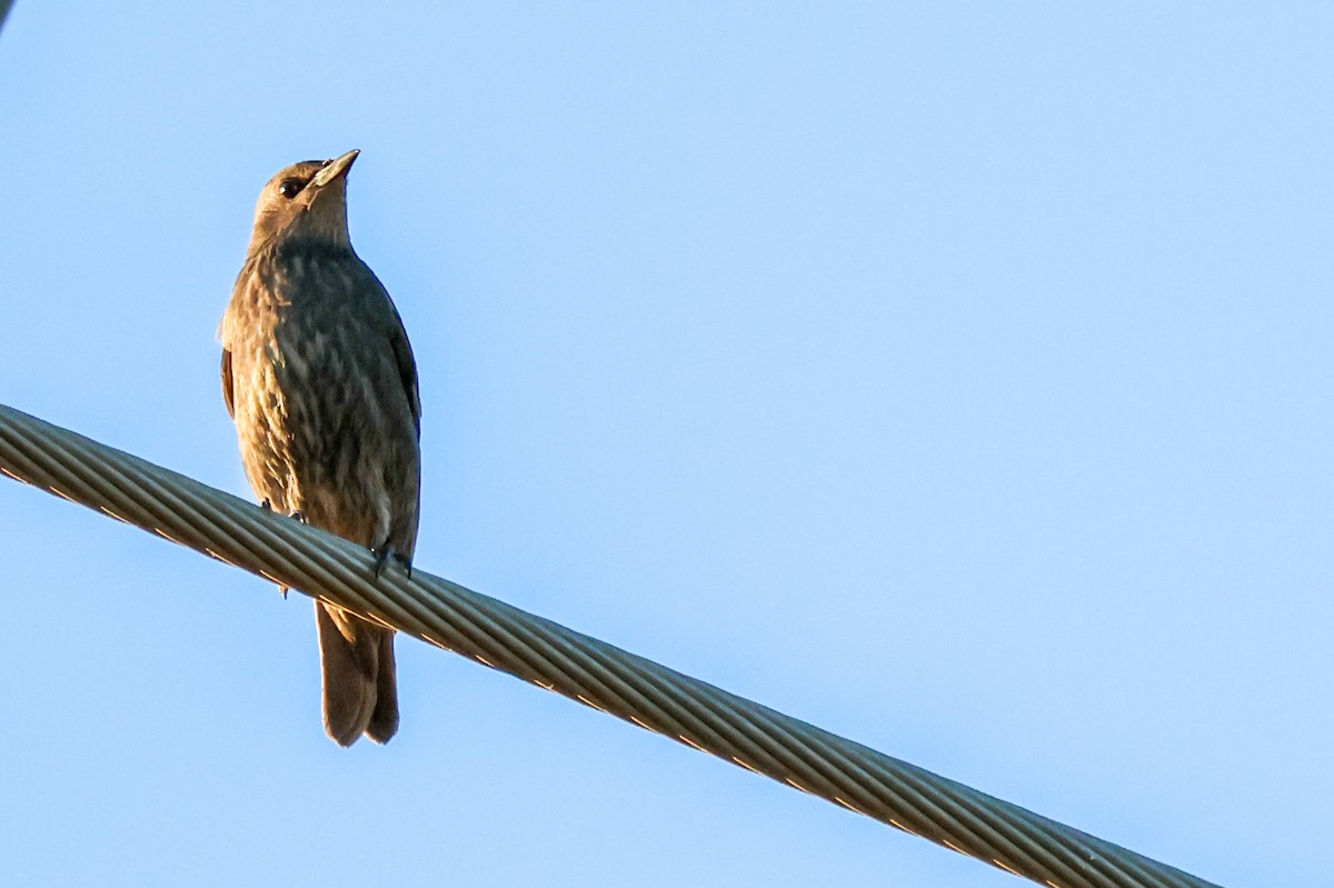 זרזיר מצוי - ML644850581
