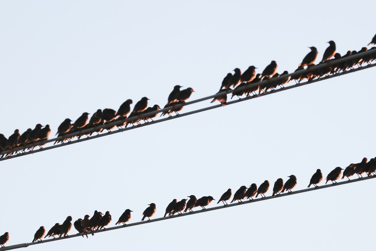 זרזיר מצוי - ML644850583