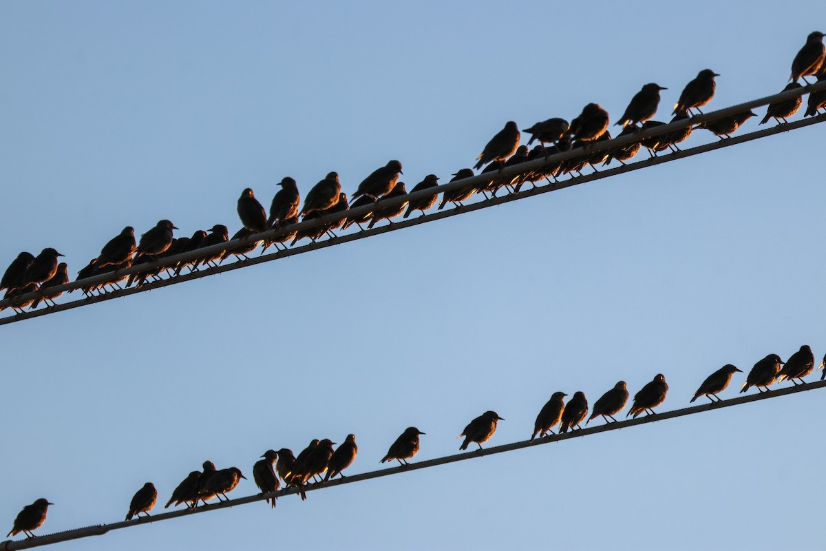 זרזיר מצוי - ML644850584