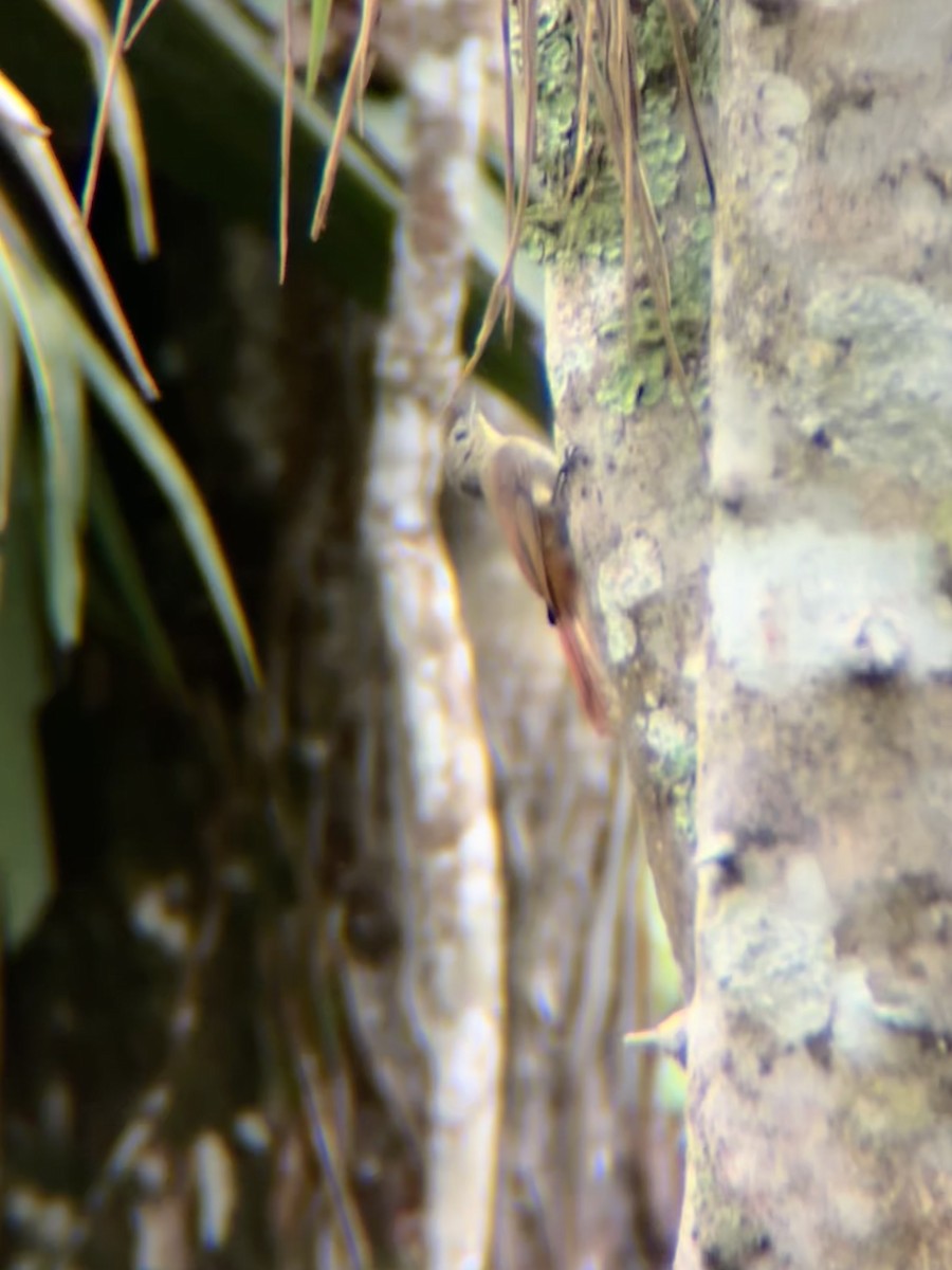 Olivaceous Woodcreeper - ML644850588