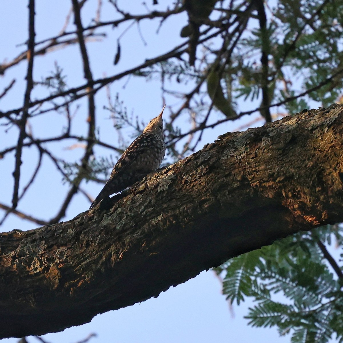 African Spotted Creeper - ML644850597