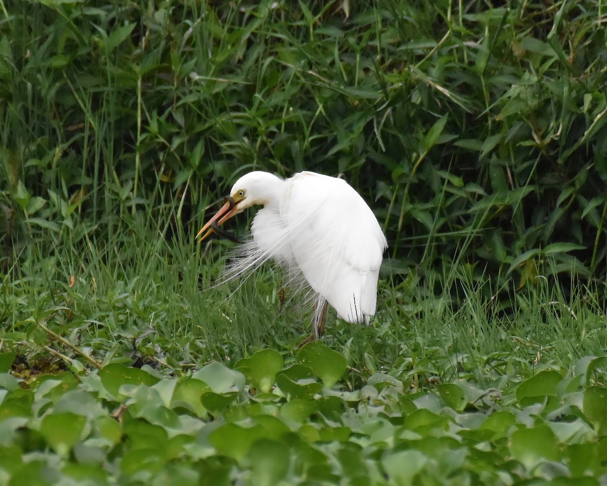Plumed Egret - ML644850606