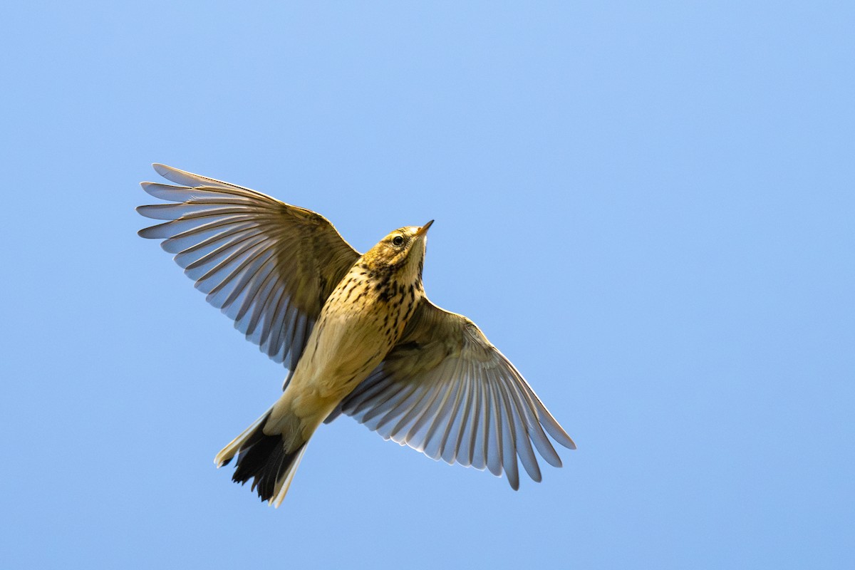Meadow Pipit - ML644850629