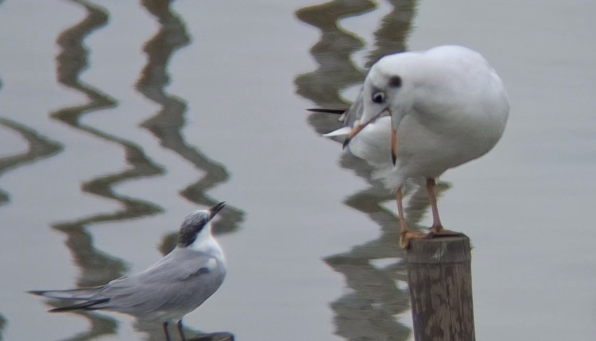 Brown-headed Gull - ML644850660